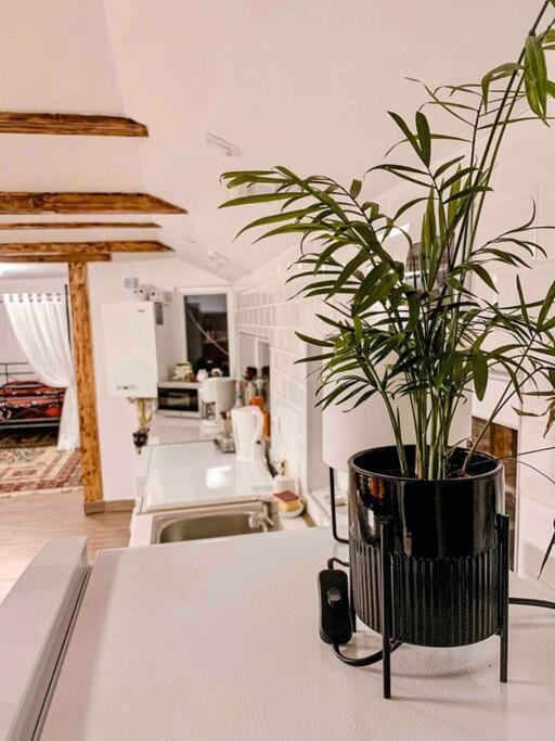 Ferienwohnung Yard Studio Rasnov Exterior foto